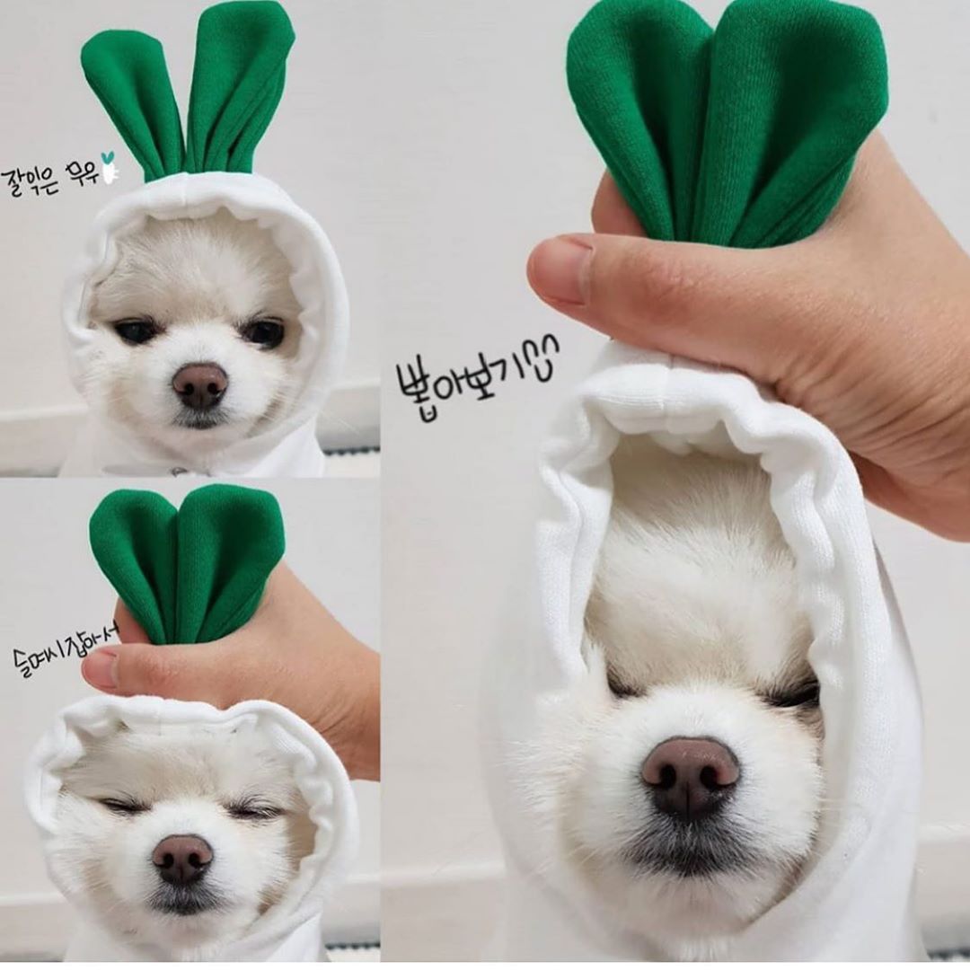 Cute Fruit Clothes For Small Dogs Hoodies Winter Warm Coat For French Chihuahua Outfit