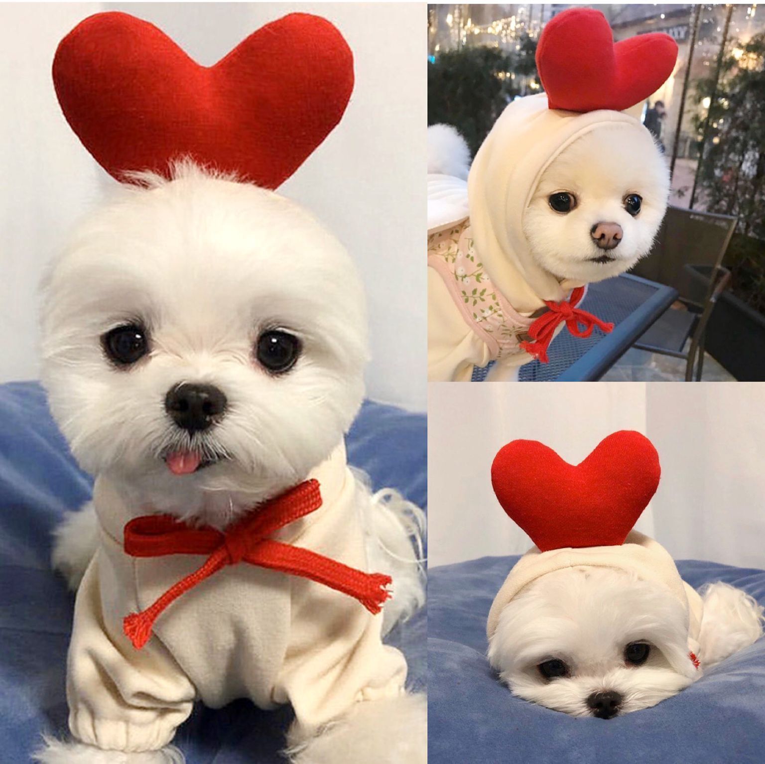 Cute Fruit Clothes For Small Dogs Hoodies Winter Warm Coat For French Chihuahua Outfit