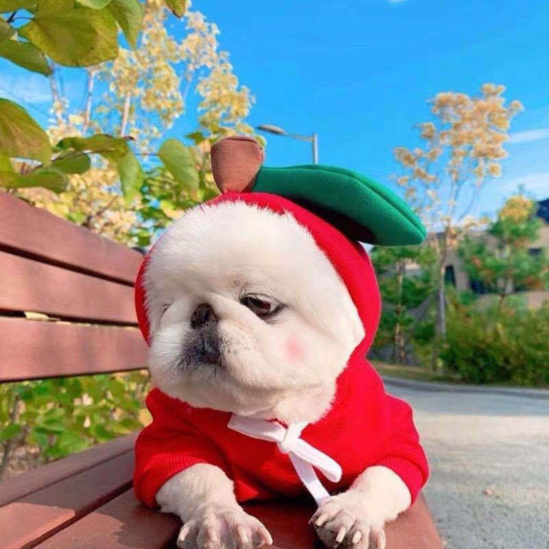 Cute Fruit Clothes For Small Dogs Hoodies Winter Warm Coat For French Chihuahua Outfit