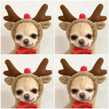 Cute Fruit Clothes For Small Dogs Hoodies Winter Warm Coat For French Chihuahua Outfit